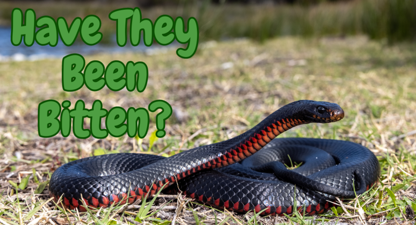 Have they Been bitten? A re3d bellied Black snake on a grassy area