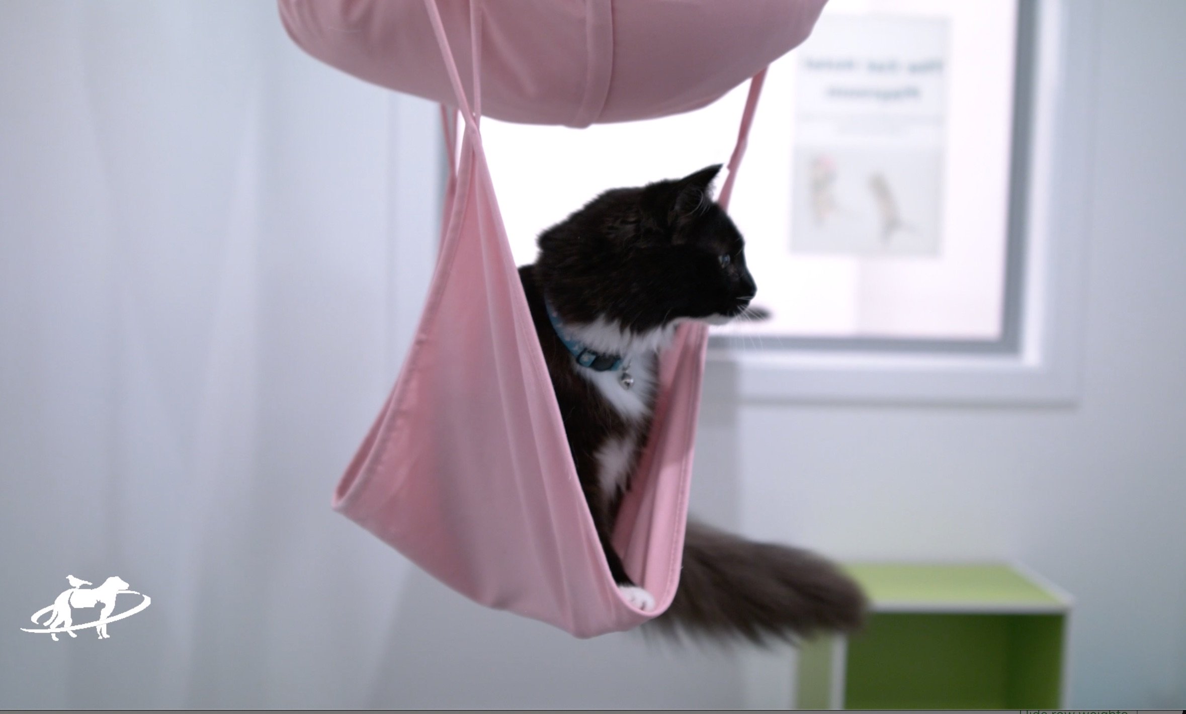 Black and white Cat in a pink hammock