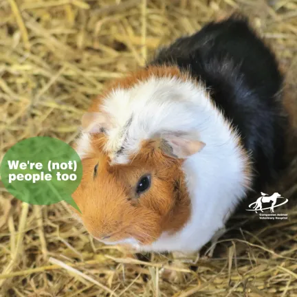 A guinea pig which is black, white and tan saying we're not people too