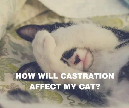 A black and white cover it's eyes with the caption: How will castration affect my cat?
