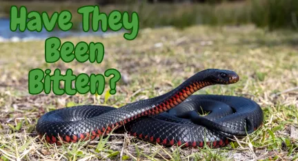 Have they Been bitten? A re3d bellied Black snake on a grassy area
