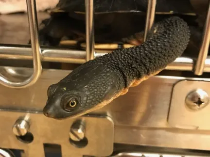 Freshwater turtle hanging his neck out of a cage