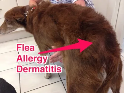 Dog with flea allergy dermatitis