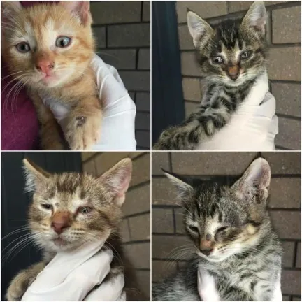 4 kittens with ringworm