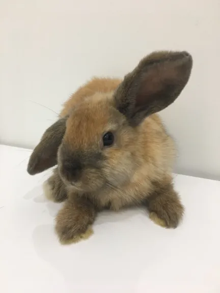 a cute little dwarf lop-ear rabbit