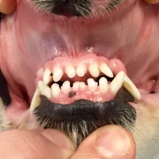 a dog's crooked smile