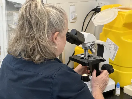 Mel examining an ear smear on the microscope