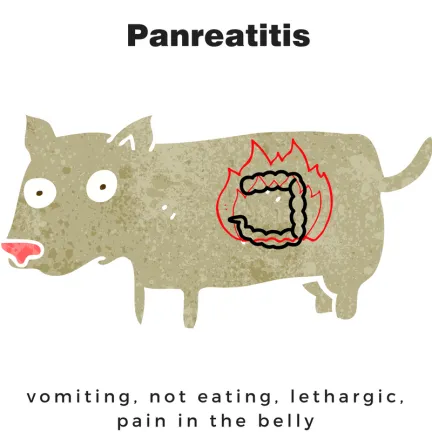 dog cartoon showing where the pancreas is located (in the dog's belly). Signs of pancreatitis are listed- vomiting, not eating, lethargic, pain in the belly
