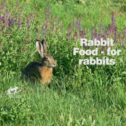 Rabbit in a field: Rabbit food- for rabbits