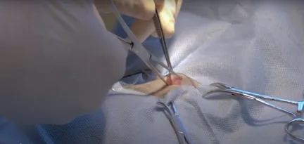 surgical incision for cat desexing
