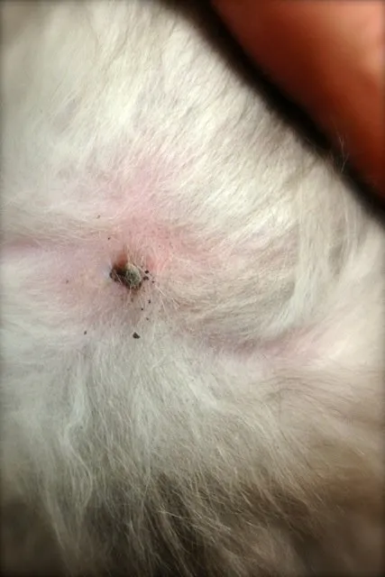 A tick embedded into the skin of a white cat