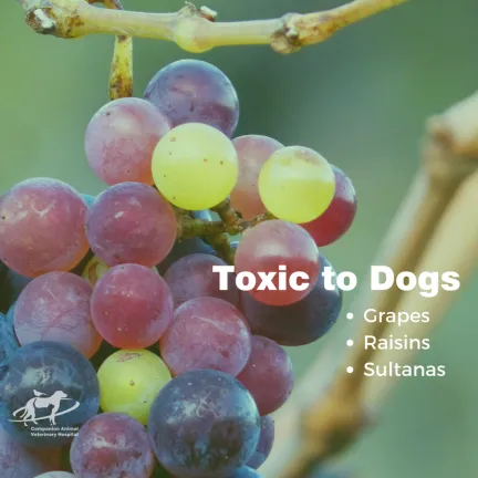 a bunch of grapes- they are toxic to dogs
