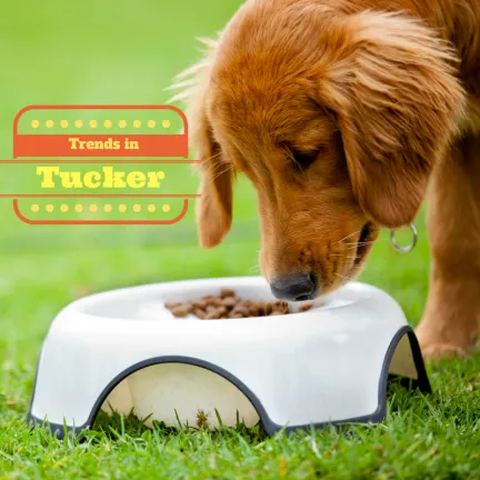 Trends in tucker- a young tan golden retreiver cross eating dry dog food from a white bowl on grass