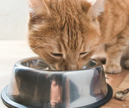 Ginger cat eating out of a stainless steel bowl