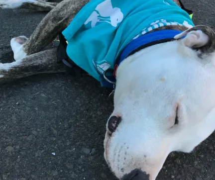 Greg having a rest at the million paws walk