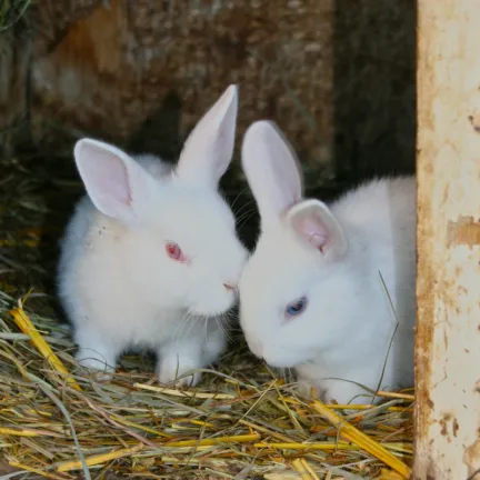 2 white rabbits on straw