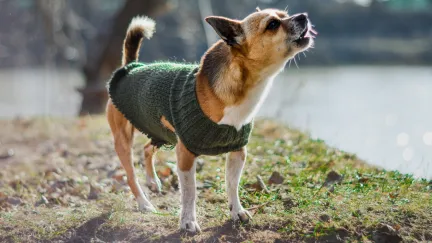 a terrier dog in a jacket is barking beside a lake