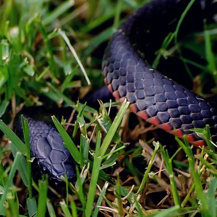 a black snake in the grass