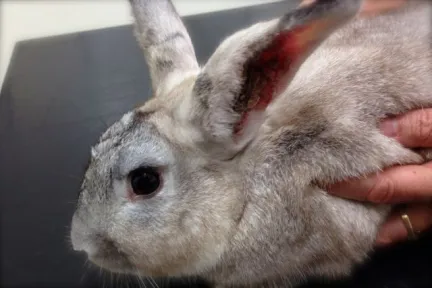 A Rabbit with crusts in it's ears