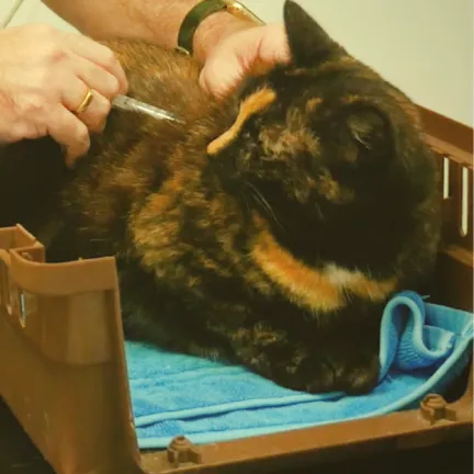 a tortoishell cat in an opened carrier having a vaccination