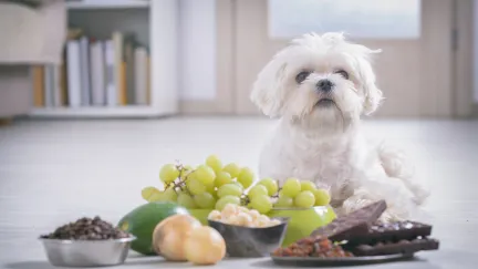 a dog sitting next to poisonous food items