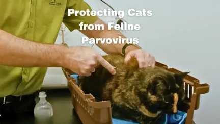 a tortoiseshell cat receiving a vaccination