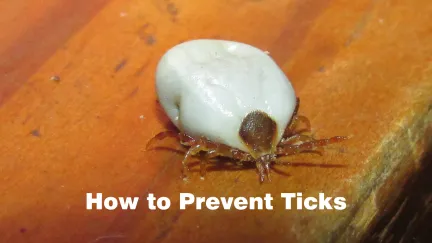 a paralysis tick on a table with the writing "how to prevent ticks"