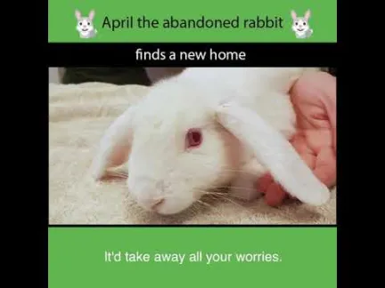 April the abandoned rabbit