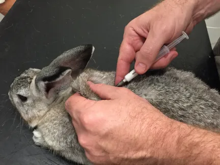 Rabbit being vaccinated