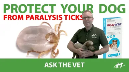 Protect your dog from paralysis ticks