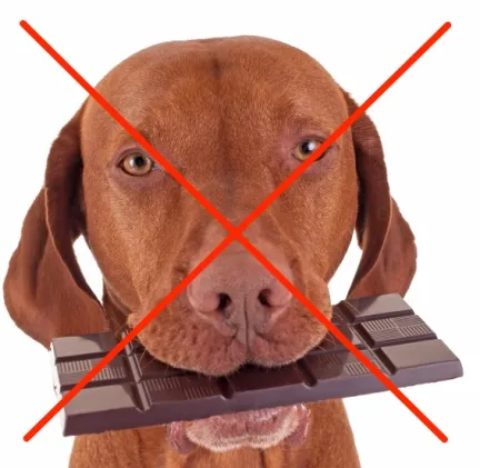 dog holding chocolate in it's mouth with a big red cross through it
