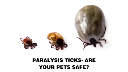 3 paralysis ticks at different stages of engorgement