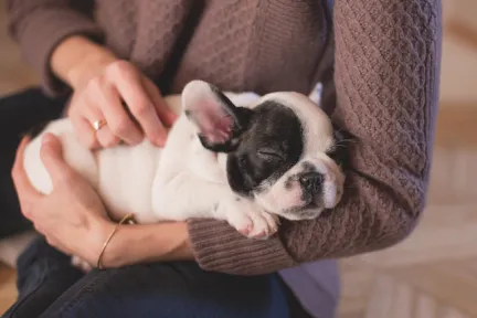 french bulldog puppy in someones arms