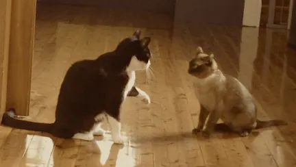 2 cats play fighting