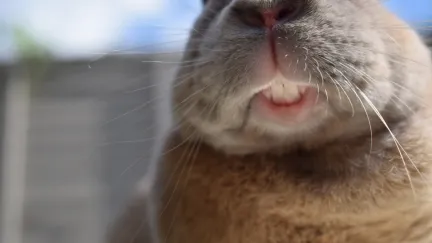 a rabbit showing it's teeth