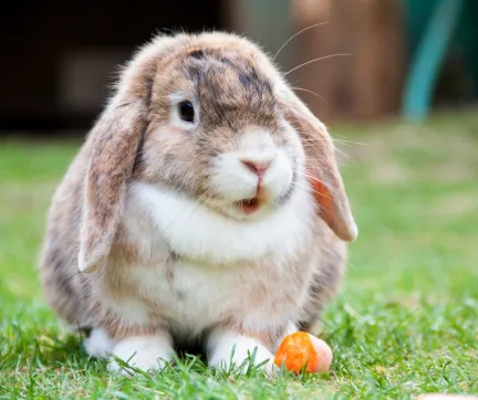 cute rabbit eating a carrot