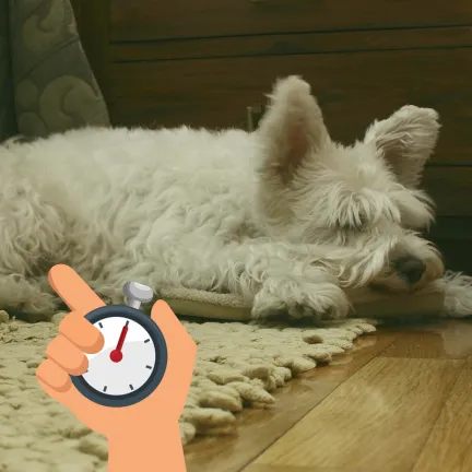 Westie Dog sleeping on a rug on a wooden floor and being timed
