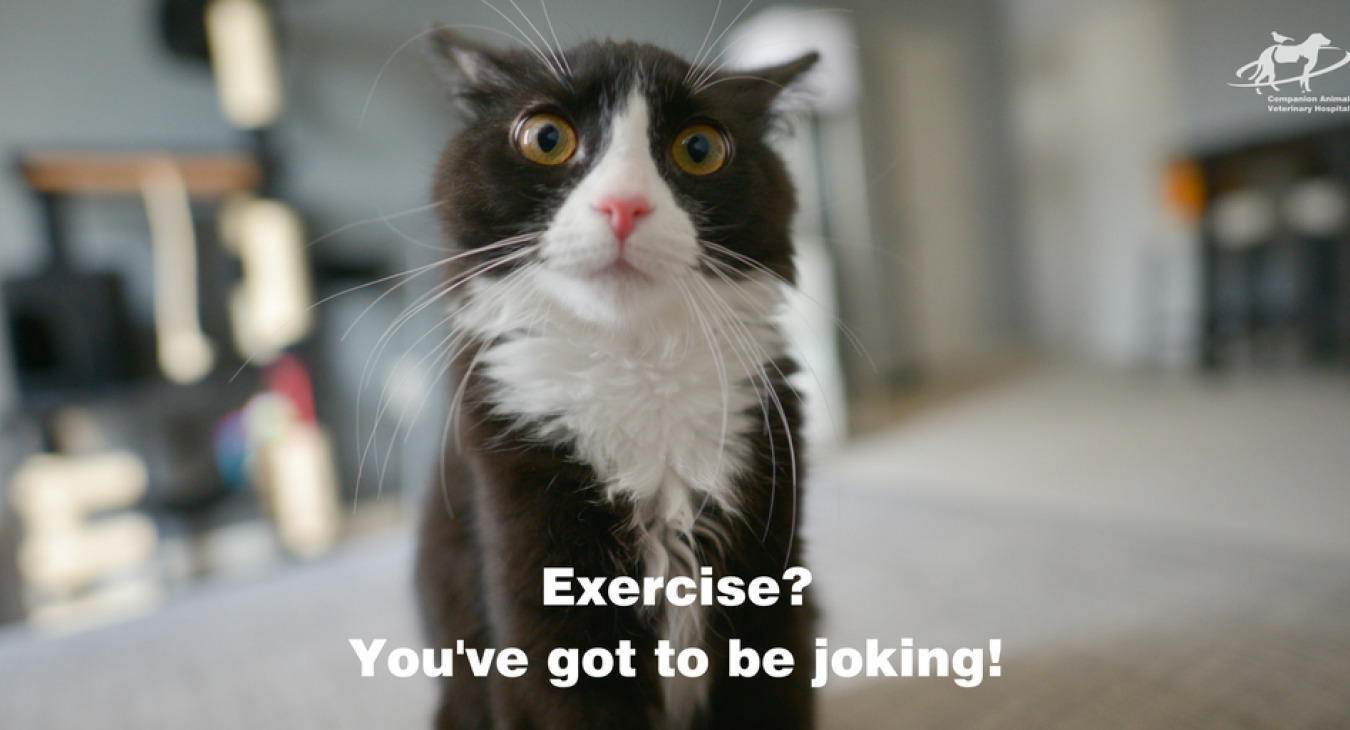 A cat looking stunned with the message "Exercise- you've go to be joking
