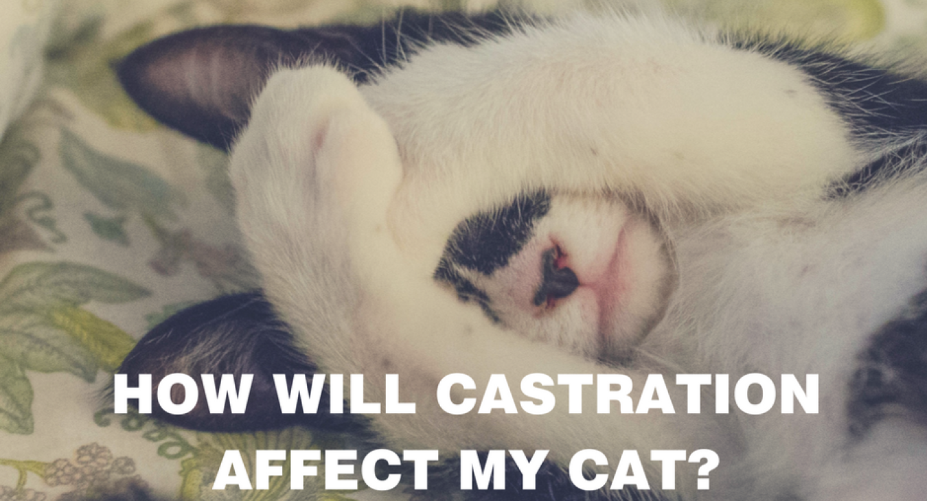 A black and white cover it's eyes with the caption: How will castration affect my cat?