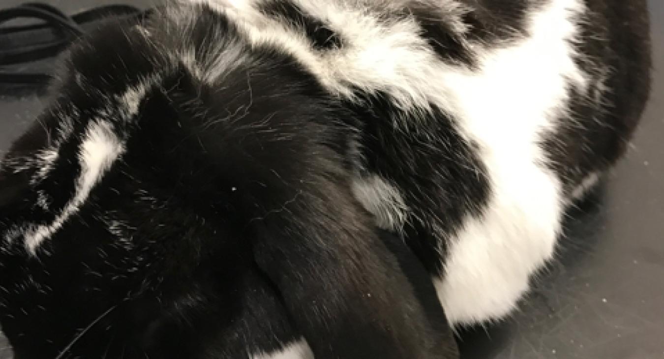 A black and white lop ear rabbit with dandruff