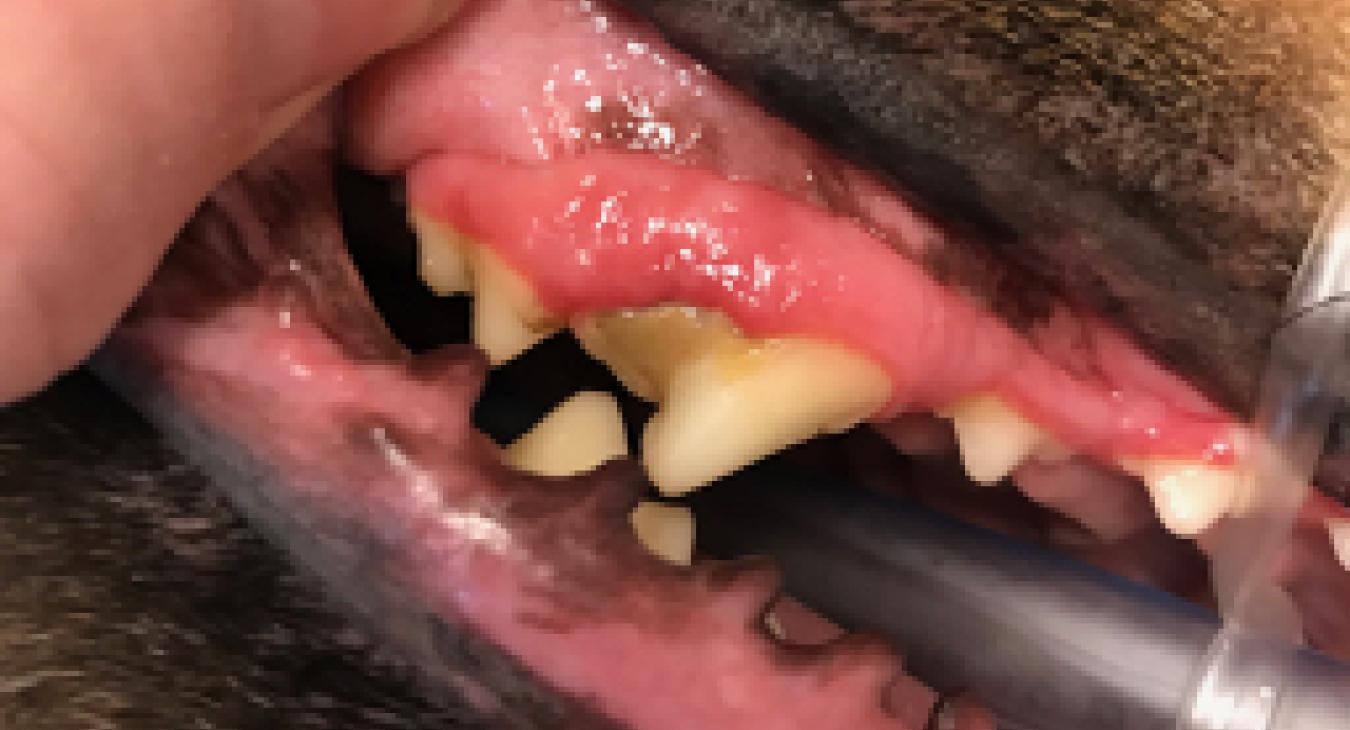 A dog's mouth with brown calculus on the teeth and gingivitis