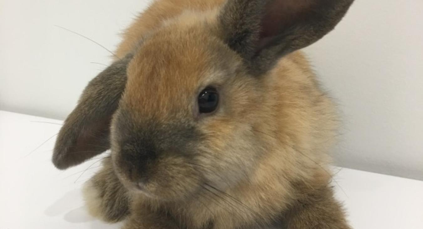 a cute little dwarf lop-ear rabbit