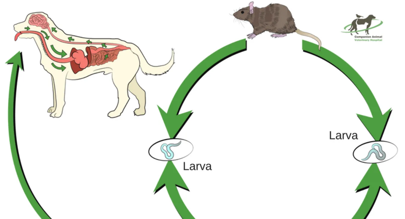 The lifecycle of the rate lungworm and where dogs get involved in it