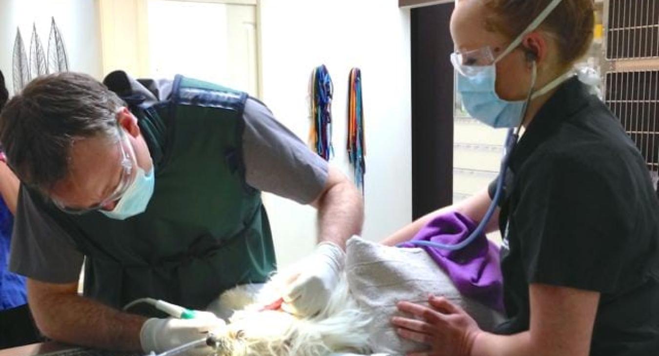 Scaling a dog's teeth under anaesthetic while it is being monitored