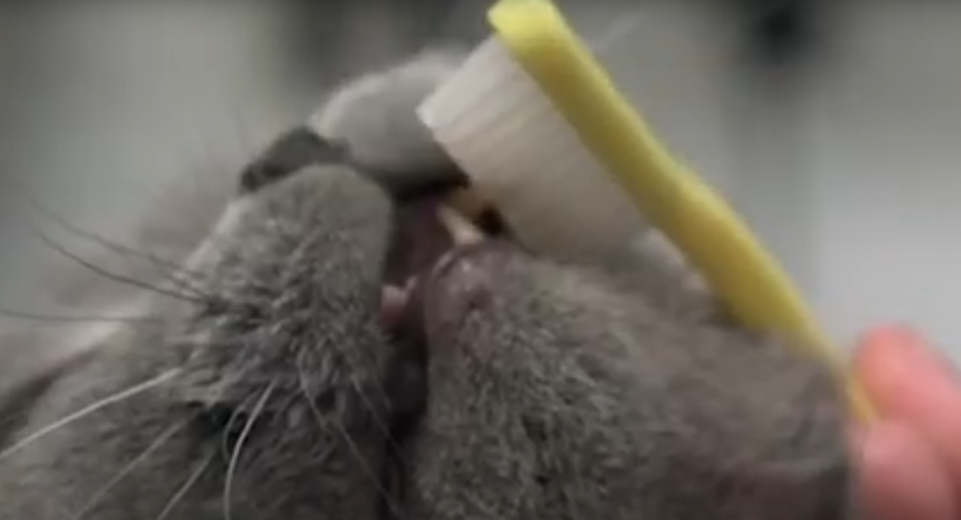 a grey cat having it's teeth brushed with a yellow toothbrush