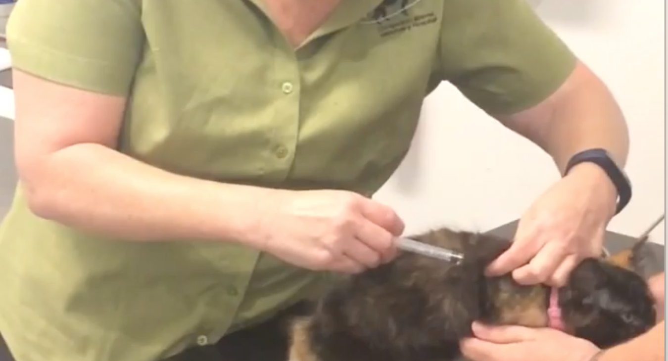 Mel vaccinating a cat