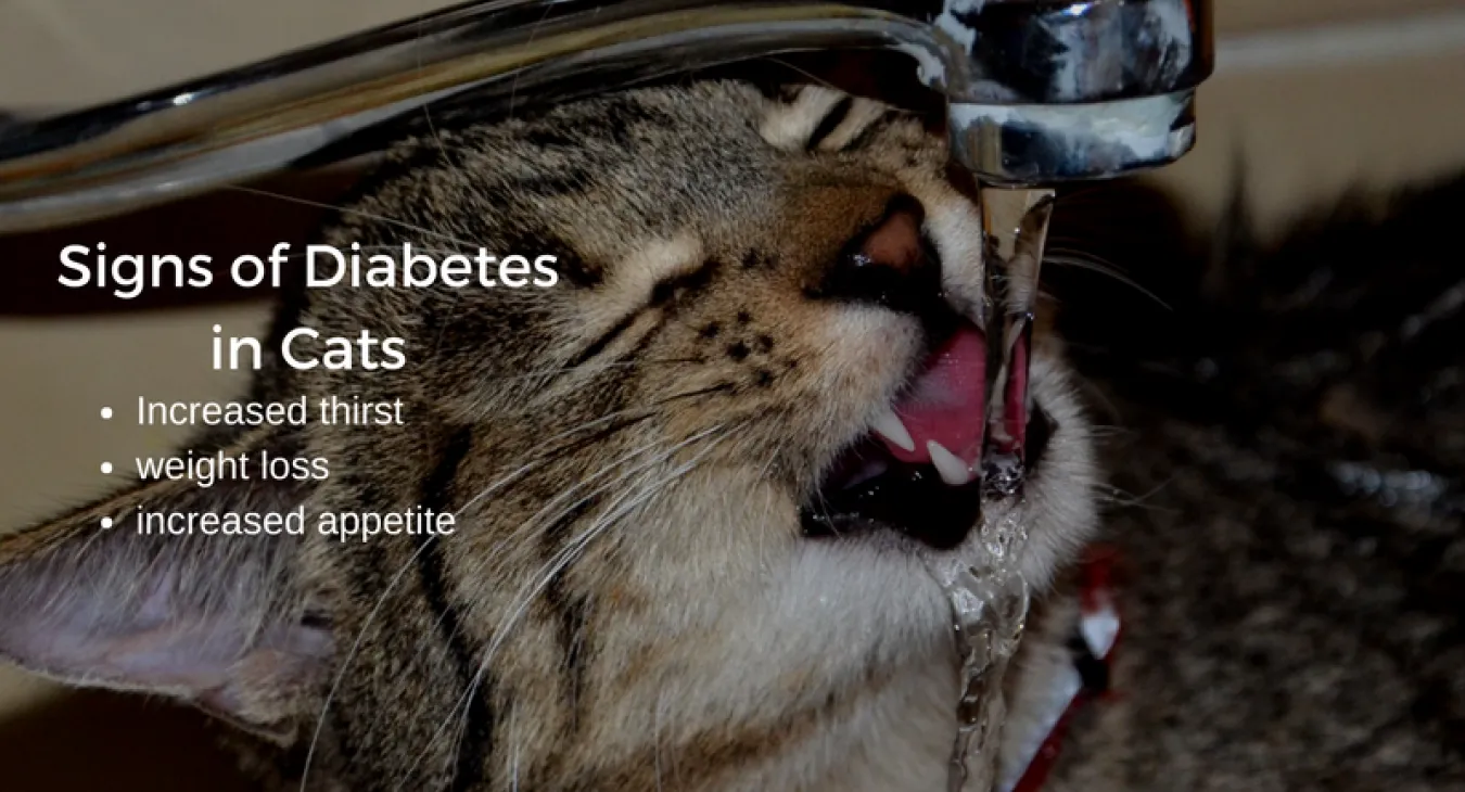 Signs of diabetes in cats, increased thirst, increased appetite and weight loss. There is a tabby cat drinking from a tap