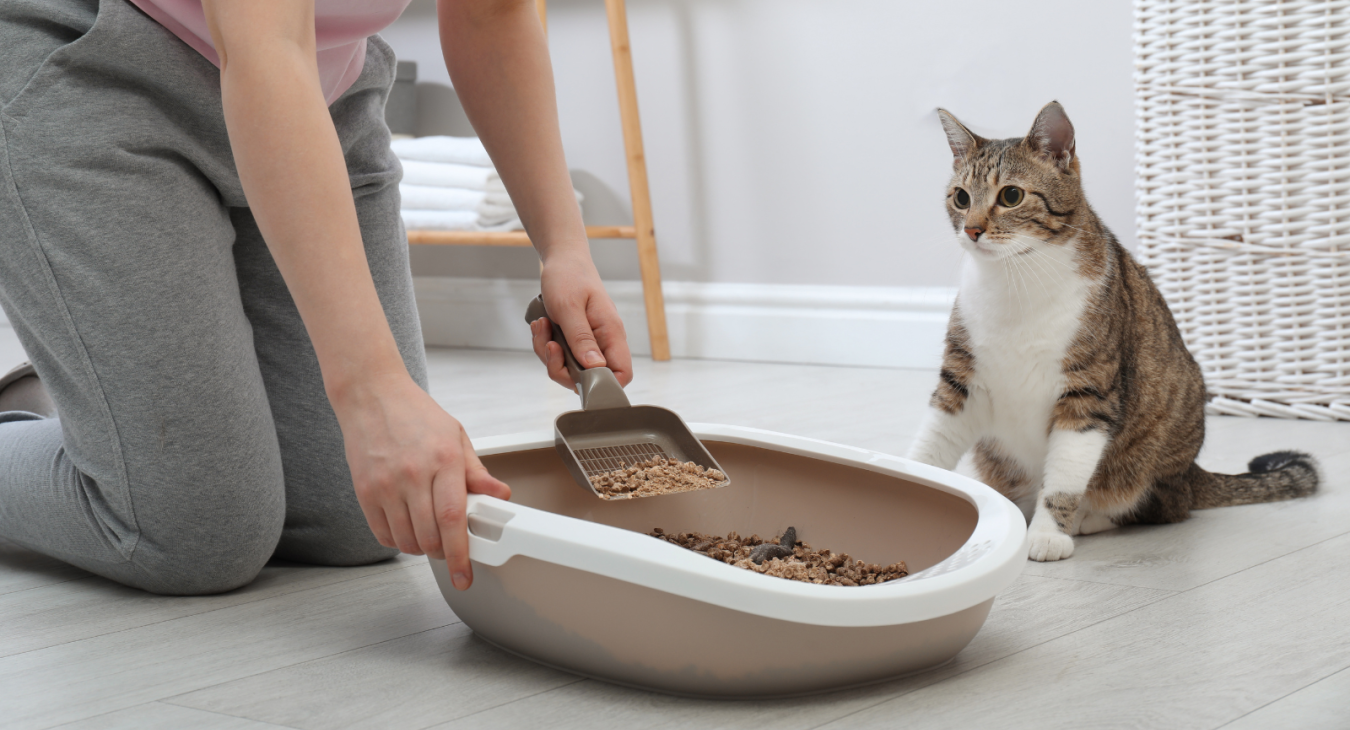 a tabby and white cat sits and watches it's owner clean out the litter tray