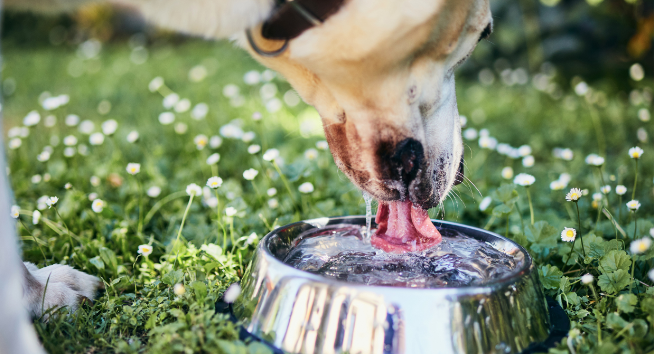 a dog drinking from a bowl on grass