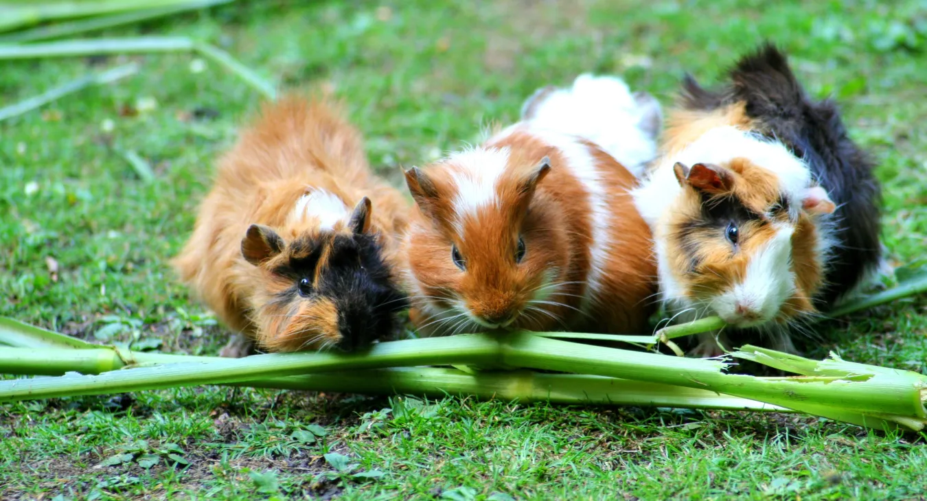 3 little guinea pigs on green grass chewing on a green stick vegetable